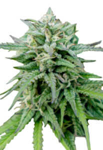 Cheese Feminized Cannabis Seeds