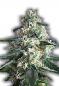 Chemdog Feminized Cannabis Seeds