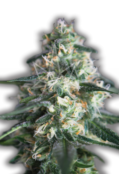 chemdog feminized seeds 800x1166 1