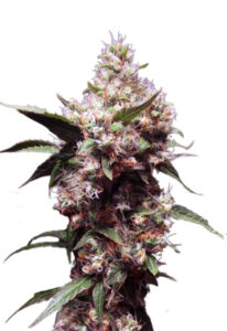 Cherry Blaster Fast Version Cannabis Seeds