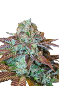 Chocolate Chunk Feminized Cannabis Seeds