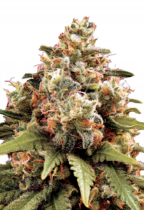 Chocolope Feminized Cannabis Seeds