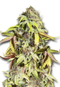 Crown Royale Feminized Cannabis Seeds