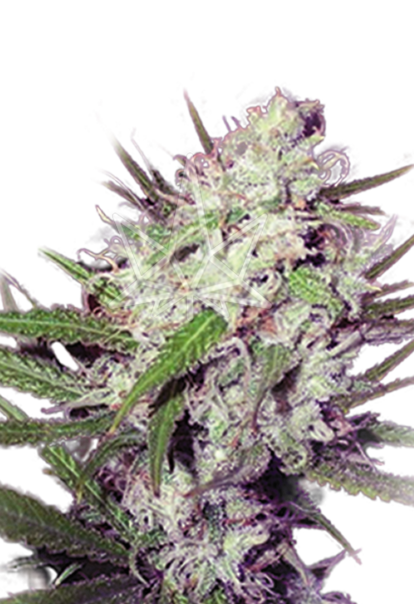 dark angel feminized seeds