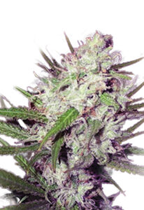 Dark Angel Feminized Cannabis Seeds