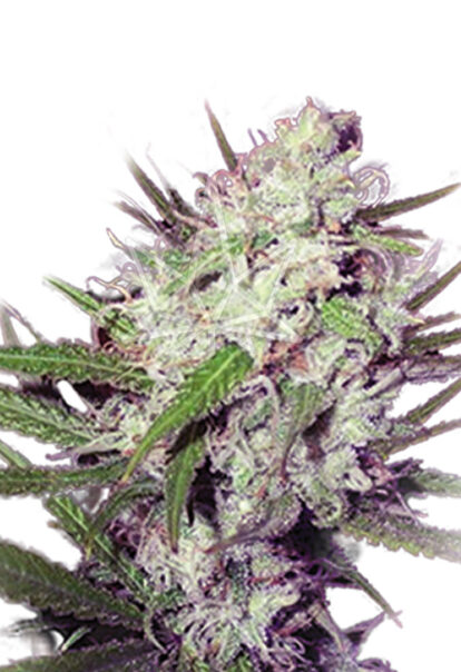 dark angel feminized seeds opt