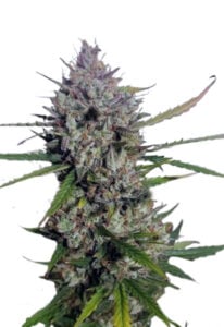 Diesel Berry Autoflower Cannabis Seeds