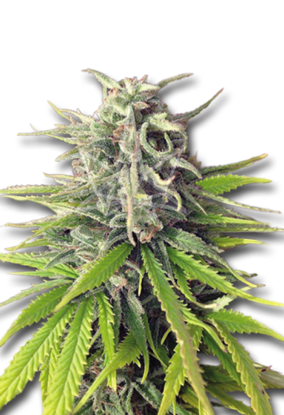 durban poison feminized seeds