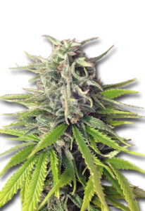 Durban Poison Feminized Cannabis Seeds