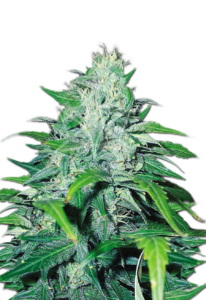 Dwarf Low Flyer Autoflower Cannabis Seeds