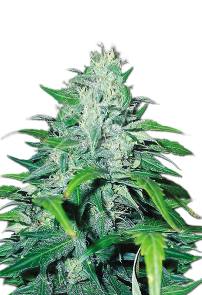 dwarf low flyer autoflower dwarf seeds