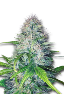 Early Miss Autoflower Cannabis Seeds