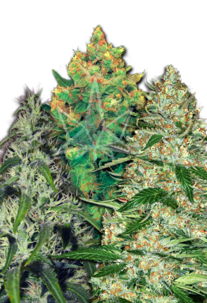 feminized mix seeds