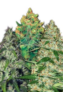 Feminized Mixed Cannabis Seeds