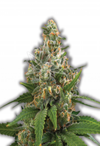 Girl Scout Cookies Feminized Cannabis Seeds