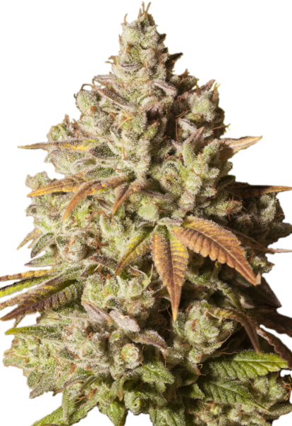 gorilla glue feminized seeds