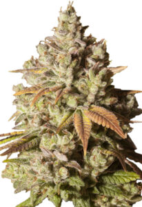 Gorilla Glue Feminized Cannabis Seeds