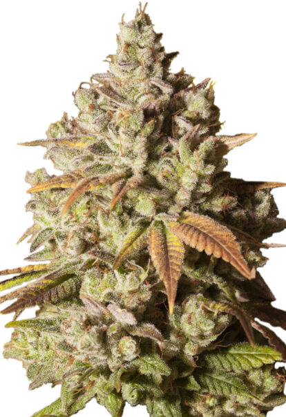 gorilla glue feminized seeds opt