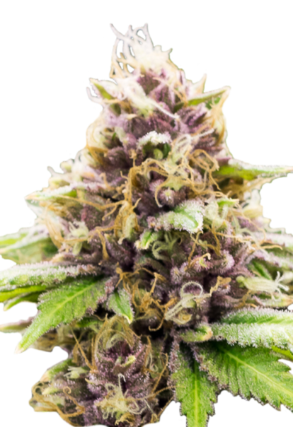 grandaddy purple autoflowering seeds