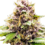 grandaddy purple autoflowering seeds opt