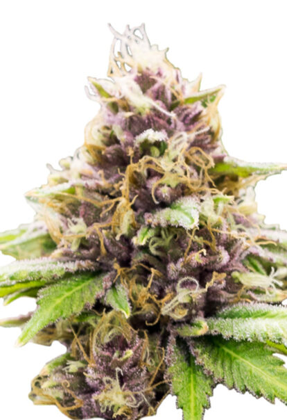 grandaddy purple autoflowering seeds opt