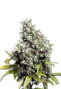 Grapefruit Feminized Cannabis Seeds