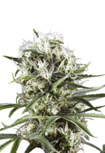 Great White Shark Feminized Cannabis Seeds