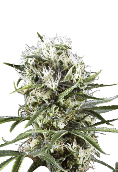 great white shark feminized seeds opt