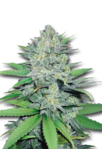 Green Crack Feminized Cannabis Seeds