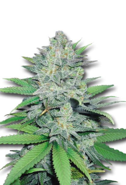 green crack feminized seeds opt