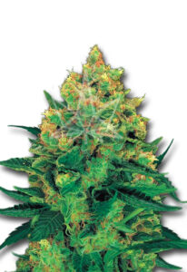 Hash Plant Feminized Cannabis Seeds