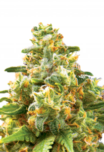 Hawaiian Gold Autoflower Cannabis Seeds