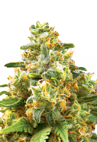 hawaiian gold autoflower seeds 800x1166 1