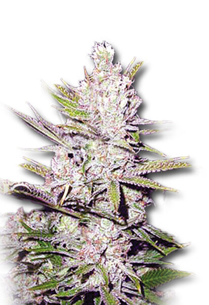 haze xtreme regular seeds opt