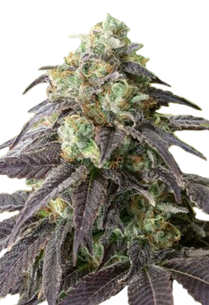 headband feminized seeds