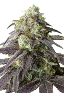 Headband Feminized Cannabis Seeds