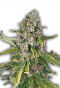 Jack Herer Feminized Cannabis Seeds