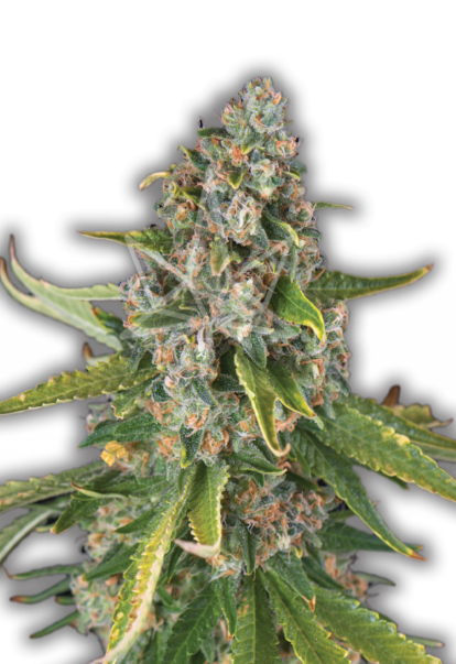 jack harer feminized seeds 800x1166 1