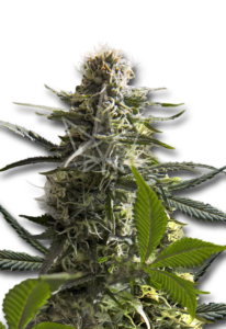 Jack Herer Autoflower Feminized Cannabis Seeds