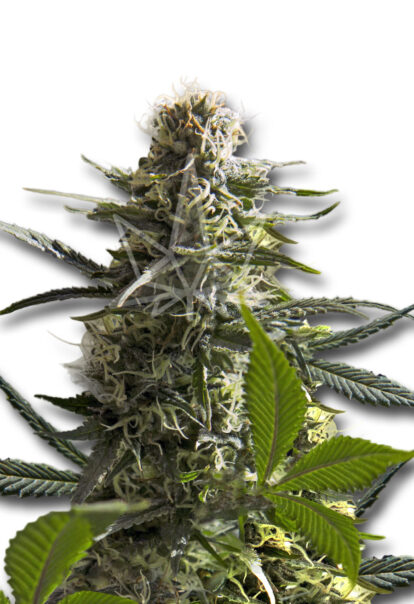 jack herer autoflower seeds opt