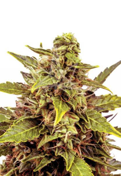 juicy fruit autoflower seeds 800x1166 1