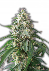 Kali Mist Feminized Cannabis Seeds