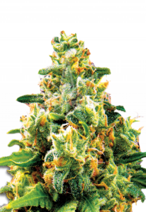 LA Confidential Feminized Cannabis Seeds