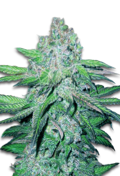 master kush feminized seeds