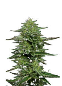 Meridian Sour Autoflower Feminized Cannabis Seeds