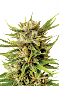 Northern Berry Autoflower Cannabis Seeds