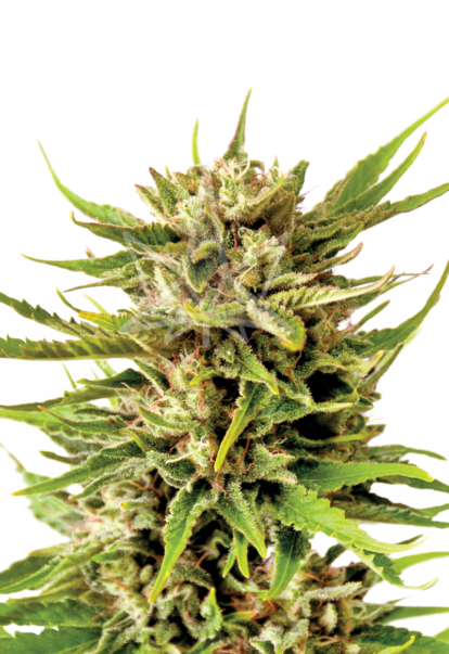 northern berry autoflower seeds 800x1166 1