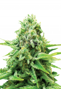 Northern Lights Feminized Cannabis Seeds