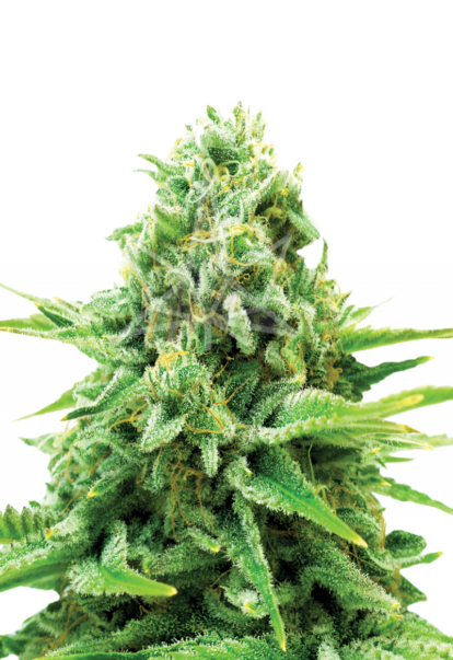 northern light autoflower seeds 800x1166 1