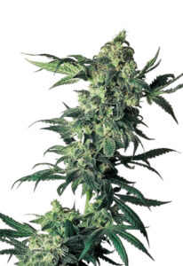 Northern Lights Regular Seeds Cannabis Seeds